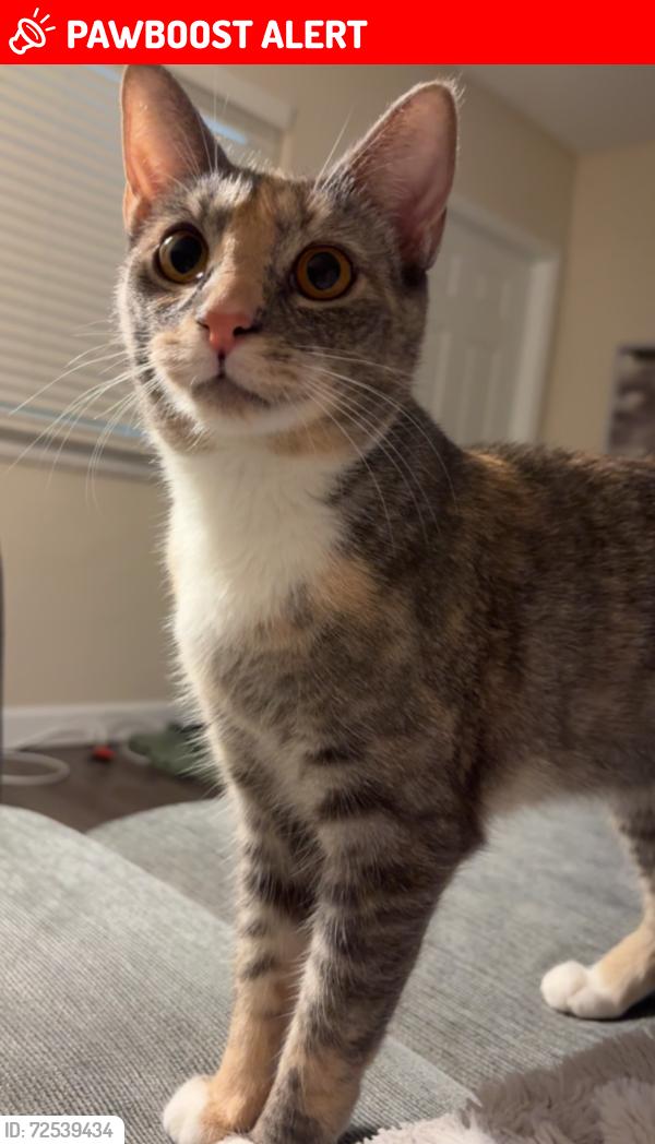 Lost Female Cat last seen Hogan road , Indian Harbour Beach, FL 32937