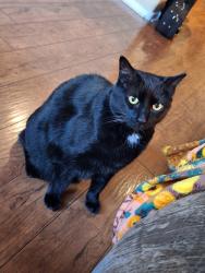 Lost Female Cat last seen Higley and Baseline , Gilbert, AZ 85234