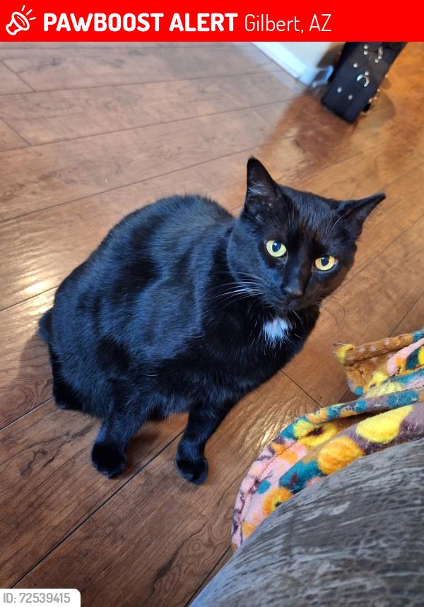 Lost Female Cat last seen Higley and Baseline , Gilbert, AZ 85234