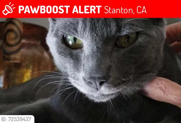 Lost Male Cat last seen Dale Ave and Katella Ave , Stanton, CA 90680