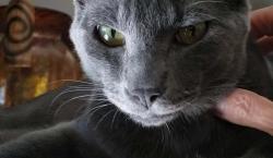 Lost Male Cat last seen Dale Ave and Katella Ave , Stanton, CA 90680