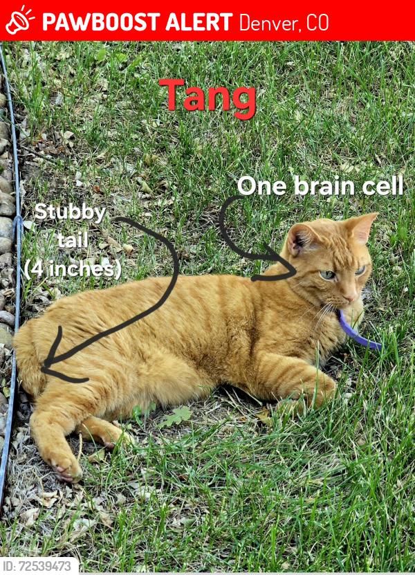Lost Male Cat last seen 104th Quivas , Denver, CO 80260
