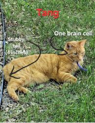 Lost Male Cat last seen 104th Quivas , Denver, CO 80260