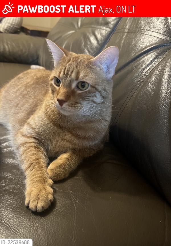 Lost Male Cat last seen Rossland & Church area, Ajax, ON L1T