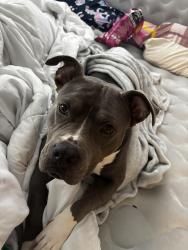 Lost Female Dog last seen Cedar lane , Portsmouth, VA 23703