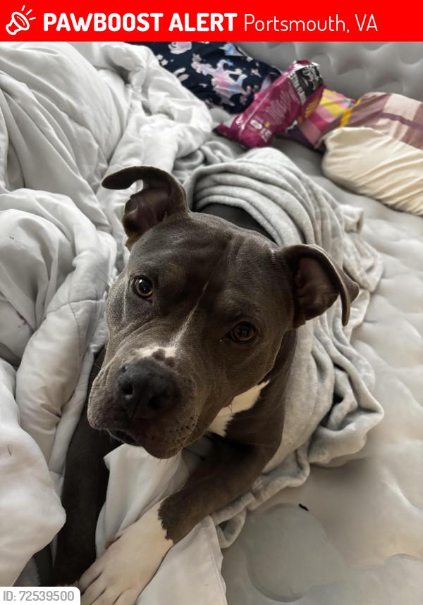 Lost Female Dog last seen Cedar lane , Portsmouth, VA 23703