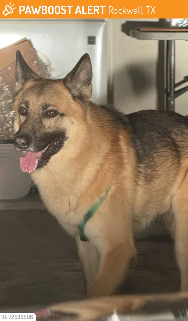 Found/Stray Unknown Dog last seen Embarcadero, Rockwall, TX 75087