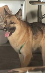 Found/Stray Unknown Dog last seen Embarcadero, Rockwall, TX 75087