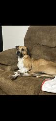 Lost Male Dog last seen Reed middle school, Duncanville, TX 75137