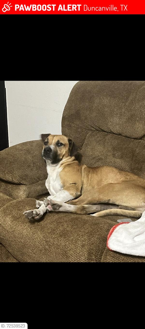 Lost Male Dog last seen Reed middle school, Duncanville, TX 75137