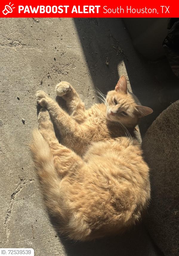 Lost Male Cat last seen elrod st , South Houston, TX 77587