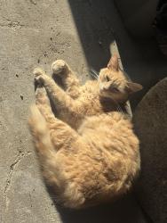 Lost Male Cat last seen elrod st , South Houston, TX 77587