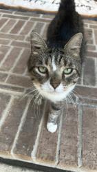 Lost Male Cat last seen Aspen Pass Dr, west of River Lily, Houston, TX 77345