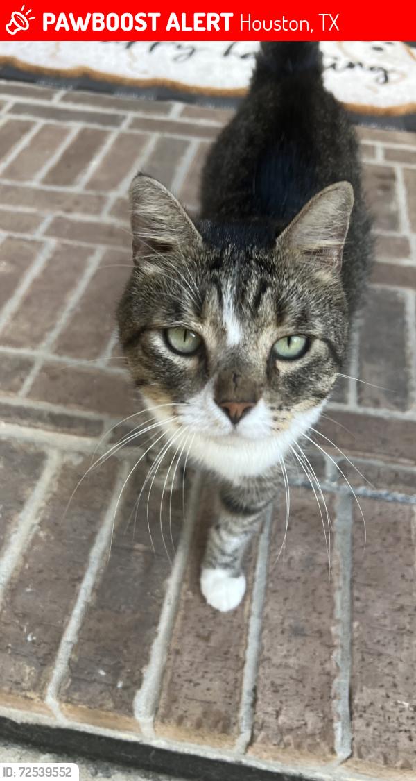 Lost Male Cat last seen Aspen Pass Dr, west of River Lily, Houston, TX 77345