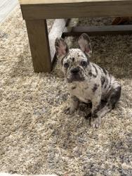 Lost Female Dog last seen forest glade dr street, Harris County, TX 77338