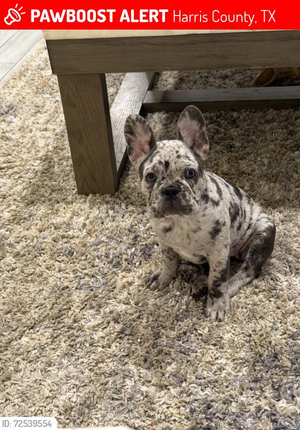 Lost Female Dog last seen forest glade dr street, Harris County, TX 77338