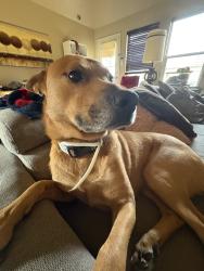 Reunited Male Dog last seen Jelly Park Stone Dr, Houston, TX 77429, USA, Cypress, TX 77429