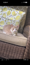 Lost Male Cat last seen Street by the dominos by glenoaks, Glendale, CA 91201