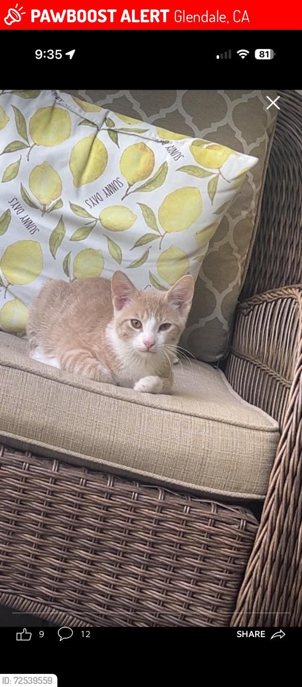Lost Male Cat last seen Street by the dominos by glenoaks, Glendale, CA 91201
