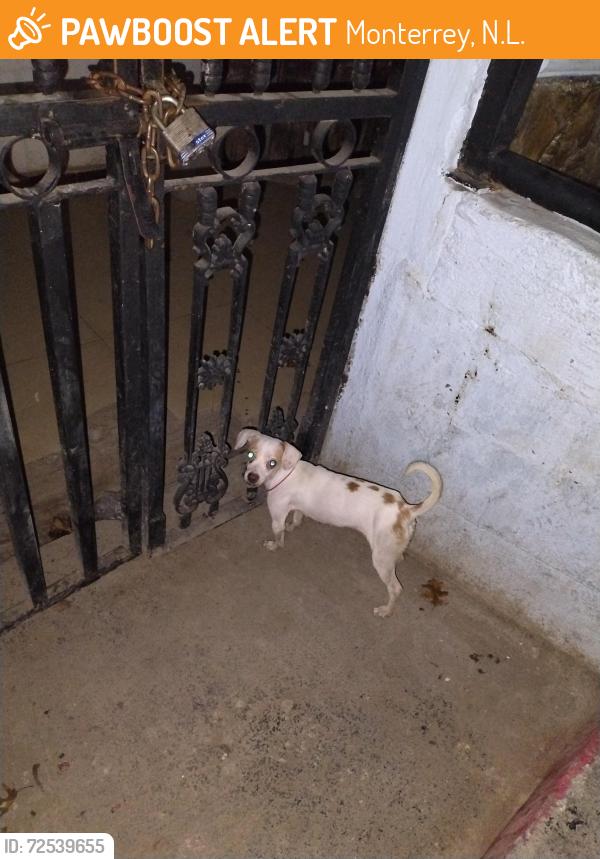 Found/Stray Female Dog last seen Kiosco parque alameda centro Monterrey , Monterrey, N.L. 64000