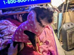 Lost Female Dog last seen Big sandy and round Mountain. Rd, Sandy Creek Ranches, TX 78641