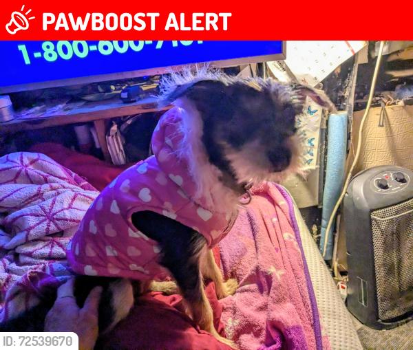 Lost Female Dog last seen Big sandy and round Mountain. Rd, Sandy Creek Ranches, TX 78641