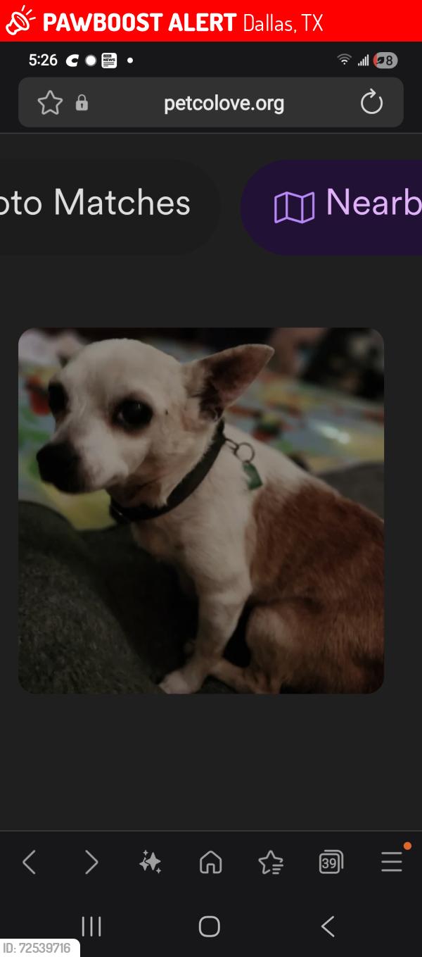 Lost Female Dog last seen Chattington/Carriage , Dallas, TX 75248