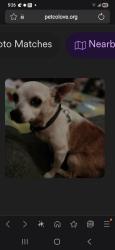 Lost Female Dog last seen Chattington/Carriage , Dallas, TX 75248