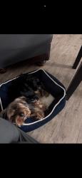 Lost Male Dog last seen Near Va hosp and southside plaza, Richmond, VA 23224