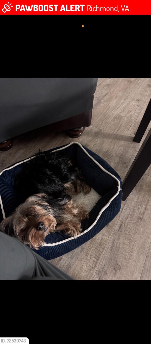 Lost Male Dog last seen Near Va hosp and southside plaza, Richmond, VA 23224