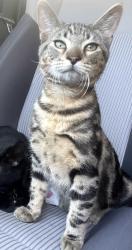 Lost Male Cat last seen timberlane, Tampa, FL 33615
