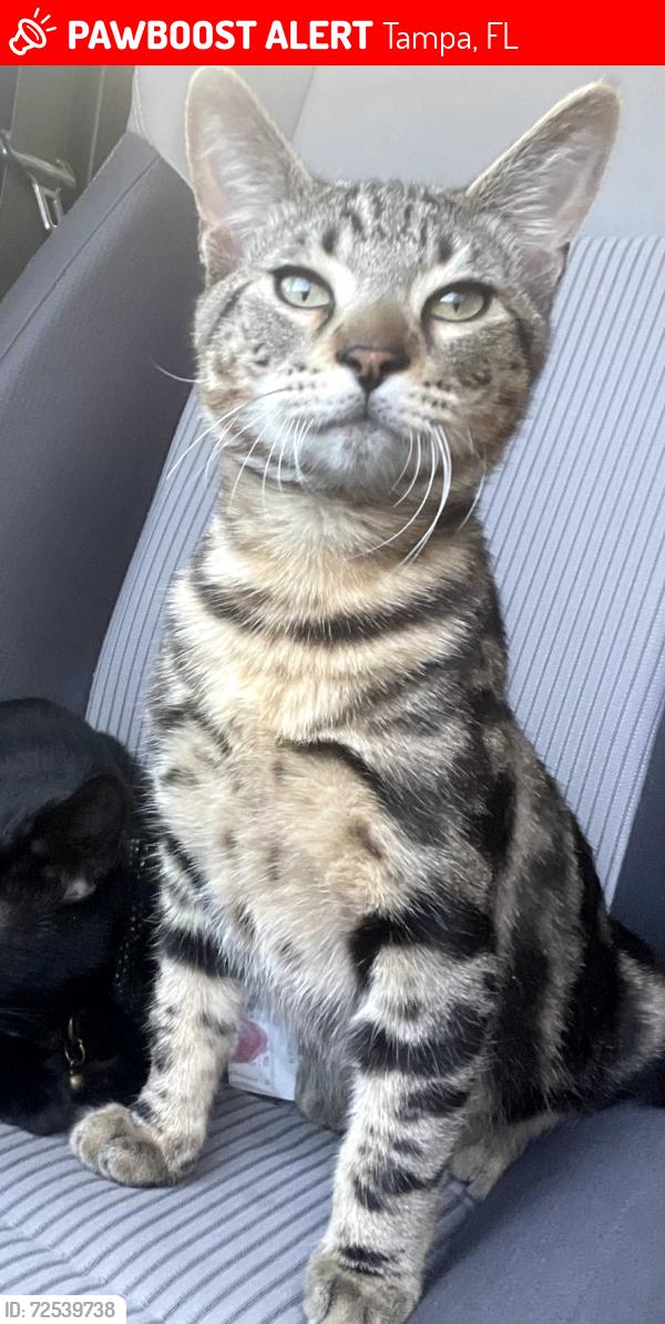 Lost Male Cat last seen timberlane, Tampa, FL 33615