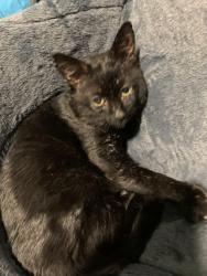 Lost Male Cat last seen Mill lane Belper Derbyshire , Derbyshire, England DE56