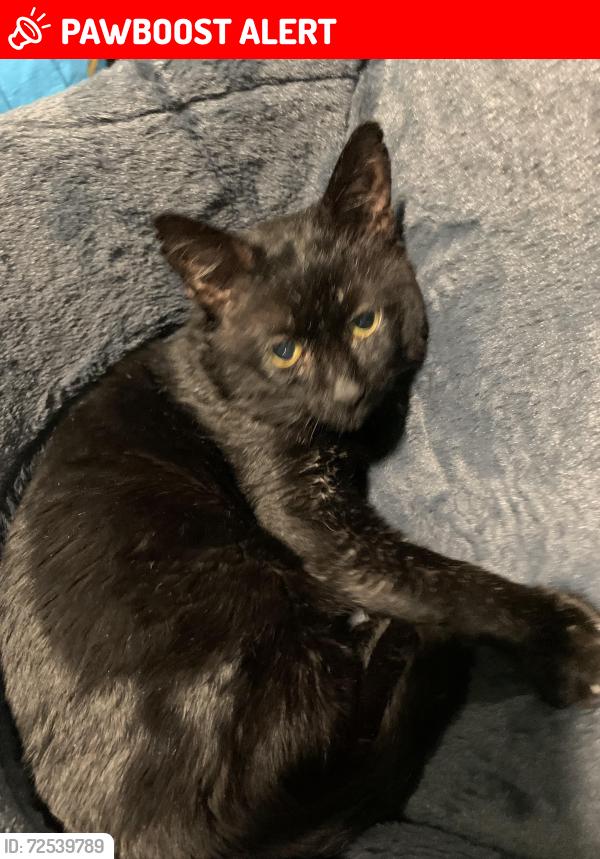 Lost Male Cat last seen Mill lane Belper Derbyshire, Derbyshire, England DE56