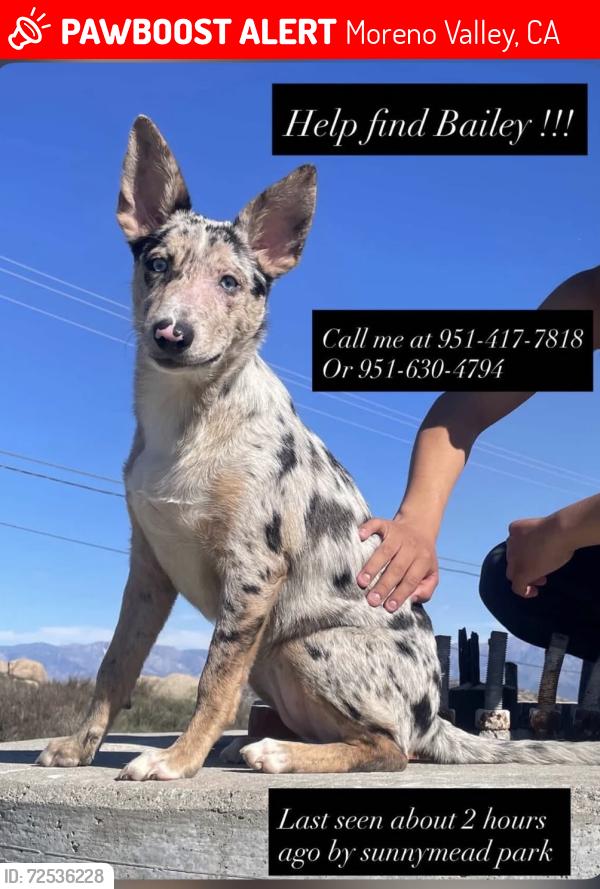Lost Female Dog last seen Sunnymead and Indian , Moreno Valley, CA 92553