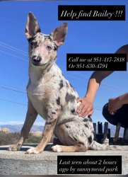 Lost Female Dog last seen Sunnymead and Indian , Moreno Valley, CA 92553