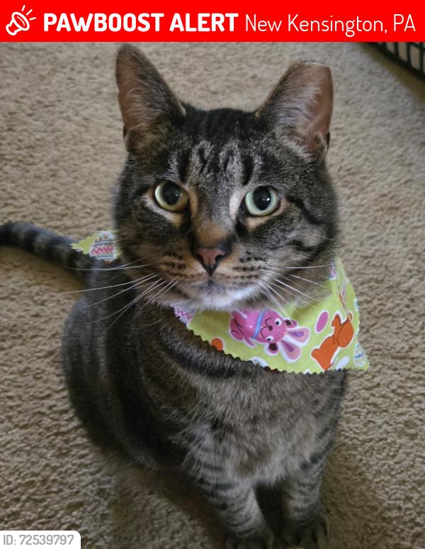 Lost Male Cat last seen Oates Boulevard, New Kensington, PA 15068