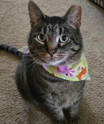 Lost Male Cat last seen Oates Boulevard, New Kensington, PA 15068