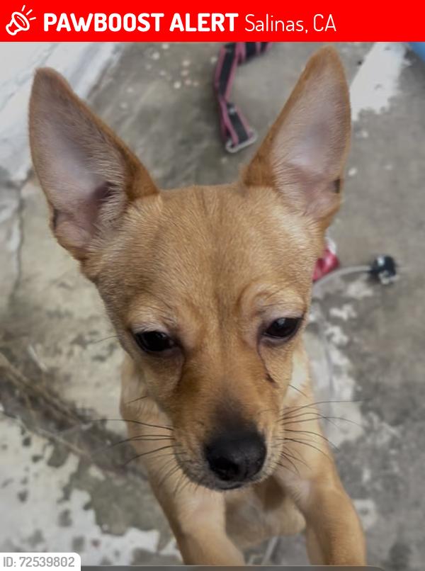 Lost Female Dog last seen Deer street / north main exit, Salinas, CA 93906