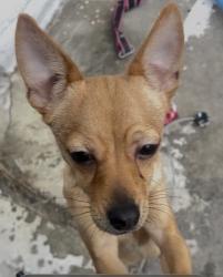 Lost Female Dog last seen Deer street / north main exit , Salinas, CA 93906