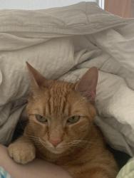 Lost Male Cat last seen The Silos Subdivision , San Antonio, TX 78252