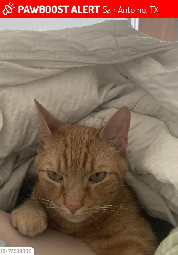 Lost Male Cat last seen The Silos Subdivision , San Antonio, TX 78252