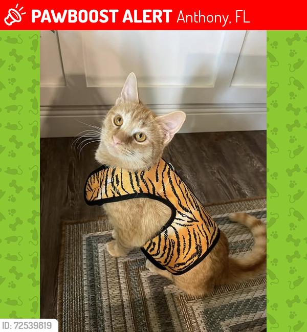 Lost Male Cat last seen Near NE 50th Terrace, Anthony, FL 32617