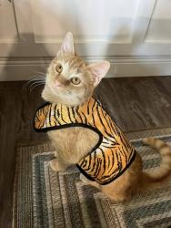 Lost Male Cat last seen Near NE 50th Terrace, Anthony, FL 32617