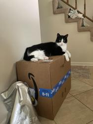 Lost Male Cat last seen Fabish CT & Fabish DR, Buffalo Grove, IL 60089