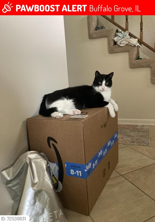 Lost Male Cat last seen Fabish CT & Fabish DR, Buffalo Grove, IL 60089