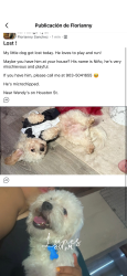 Lost Male Dog last seen w Houston st 75702 , Tyler, TX 75702