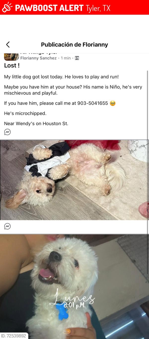 Lost Male Dog last seen w Houston st 75702 , Tyler, TX 75702