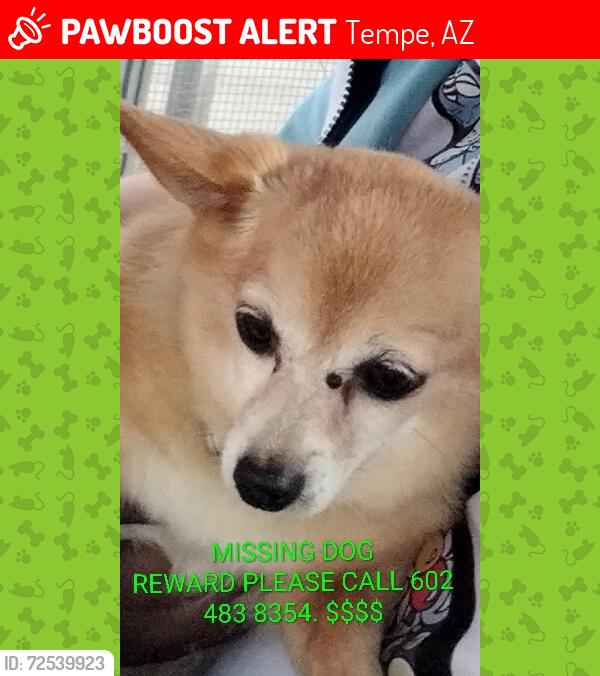Lost Female Dog last seen Rual rd an Apache , Tempe, AZ 85281