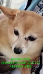 Lost Female Dog last seen Rual rd an Apache , Tempe, AZ 85281